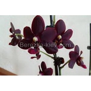 Орхидея 1 ветка (Peoker-Black-Bird)